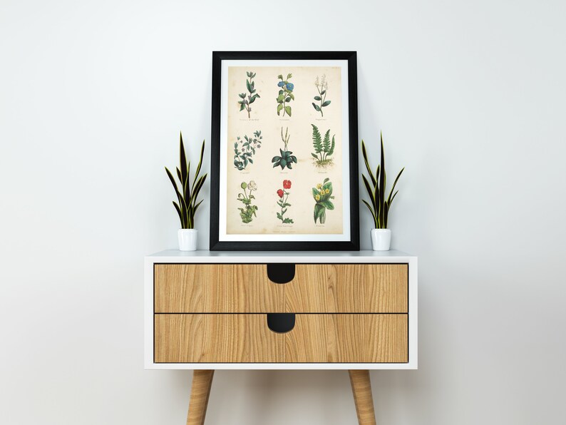 K&ouml;nnte beinhalten: Ein schwarzer gerahmter Druck einer botanischen Illustration mit neun verschiedenen Pflanzen mit gr&uuml;nen Bl&auml;ttern und Bl&uuml;ten in Blaut&ouml;nen, Rot und Wei&szlig;. Der Druck wird auf einem Nachttisch aus Holz mit zwei Schubladen pr&auml;sentiert.