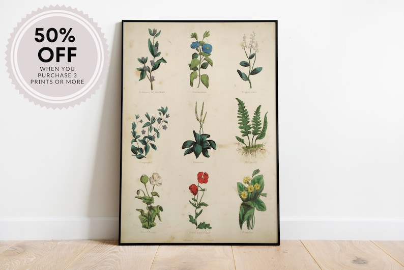 K&ouml;nnte beinhalten: Vintage botanischer Illustration-Druck mit neun verschiedenen Pflanzenarten, darunter ein Farn, eine Mohnblume und eine Wildblume. Der Druck ist in Schwarz gerahmt und hat einen cremefarbenen Hintergrund.