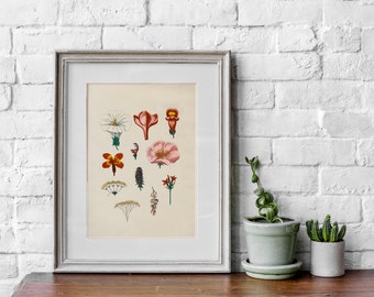 Vintage Flower Botanical Art Print (Digital Download)