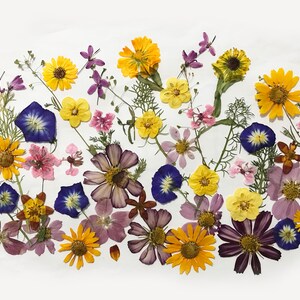 50 Mixed Pressed Flowers Edible Flowers for Cake Decorations, Crafts,  Flower Arts DF047-4 