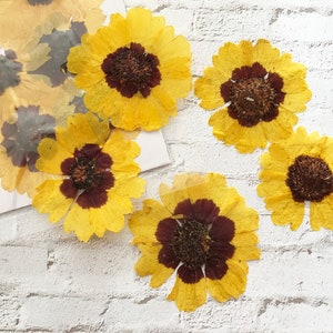 12 fleurs de Coreopsis Tinctoria pressées - Dia. 1,5 à 2 pouces - Résine époxy pour fabrication de cartes, fleurs pressées, bricolage pour travaux manuels - DF022-3