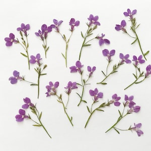 12 fleurs de lobélie violettes pressées mélangées avec tiges - faire-part de mariage, résine, fabrication de cartes - DF022-8b