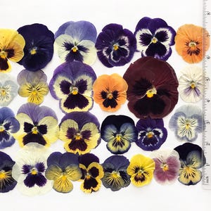25/50/100 Pcs Large Pressed Mixed Pansies 1-1/4" -3" - Food-Safe Flowers, Cake Decorating, Resin Crafts, Birthdays, Special Events -DF21L image 2