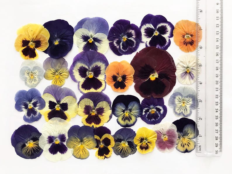 25/50/100 Pcs Large Pressed Mixed Pansies 1-1/4" -3" - Food-Safe Flowers, Cake Decorating, Resin Crafts, Birthdays, Special Events -DF21L image 2