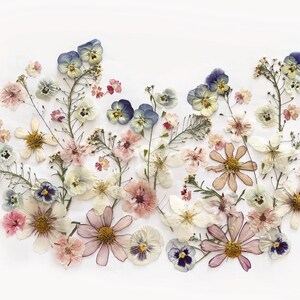 50+ gemengde geperste bloemen - eetbare bloemen voor taartdecoraties, knutselen, bloemkunst - DF 050-6