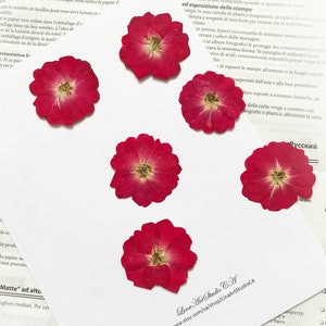 6 fleurs roses rouges pressées - Résine époxy, fabrication de cartes, fleurs pressées - Matériel de bricolage pour travaux manuels - DF005