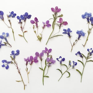 12 lobélies bleues/violettes/blanches mélangées avec tiges, bleues, pressées - faire-part de mariage, résine, fabrication de cartes - DF022-8