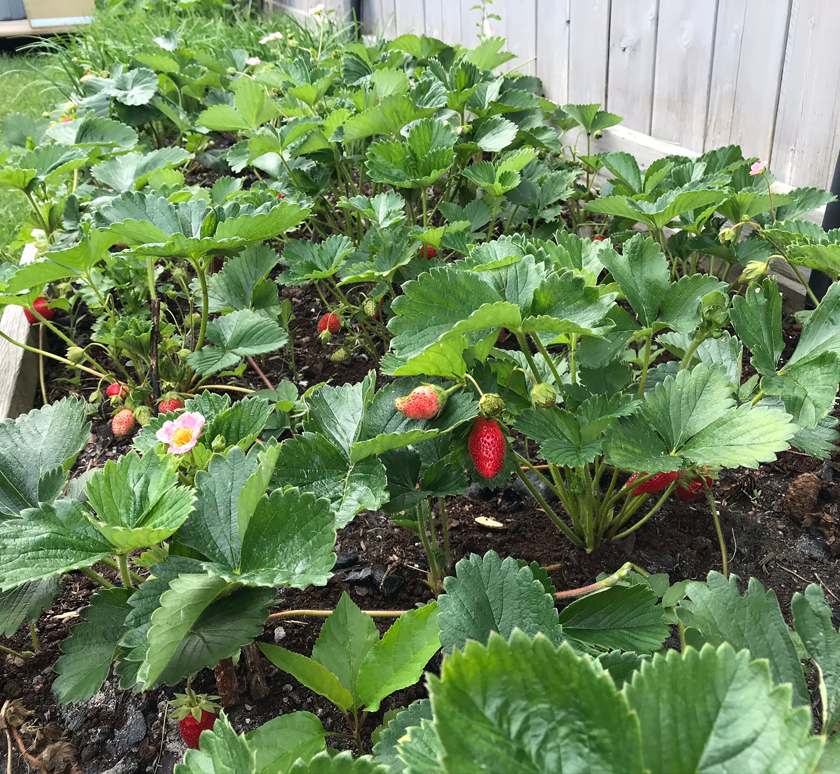 60 Hot Pink Berri Basket Strawberry Seeds perennials Berri Etsy