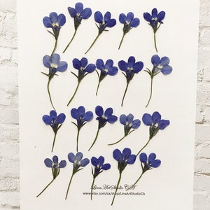 25/50 lobélies bleues pressées avec tiges (1,0-1,5 cm de large) pour résine époxy, bijoux. ou votre créatif - DF 022-11e