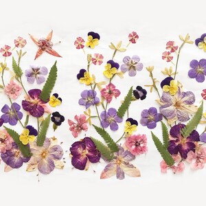 Plus de 50 fleurs mélangées pressées - Fleurs comestibles pour décorations de gâteaux, travaux manuels, arts floraux - DF 048-7