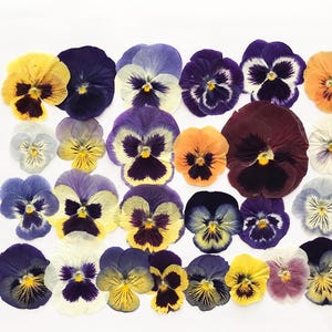 25/50/100 Pcs Large Pressed Mixed Pansies 1-1/4" -3" - Food-Safe Flowers, Cake Decorating, Resin Crafts, Birthdays, Special Events -DF21L image 1