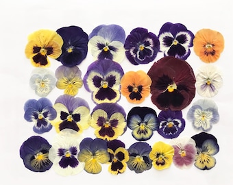25/50/100 pezzi di grandi viole del pensiero miste pressate da 3,2 cm a 7,6 cm - Fiori adatti al contatto con gli alimenti, decorazioni per torte, lavori in resina, compleanni, eventi speciali - DF21L