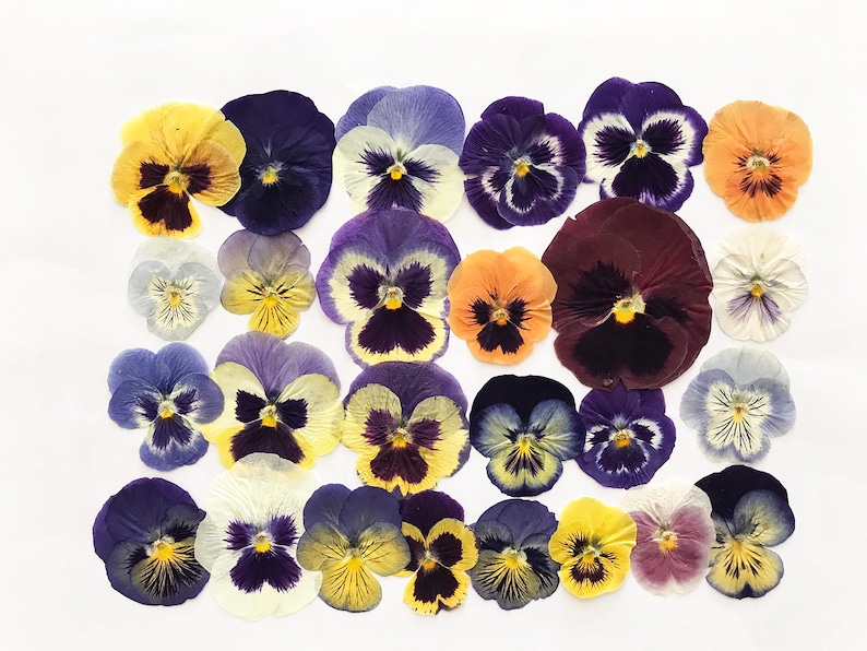 25/50/100 Pcs Large Pressed Mixed Pansies 1-1/4" -3" - Food-Safe Flowers, Cake Decorating, Resin Crafts, Birthdays, Special Events -DF21L image 1