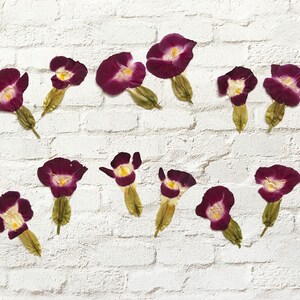 12 fleurs Torenia Wishbone pressées - couleur vin rose rouge - pour la fabrication de cartes, scrapbooking, travaux manuels, arts floraux - DF 32-10