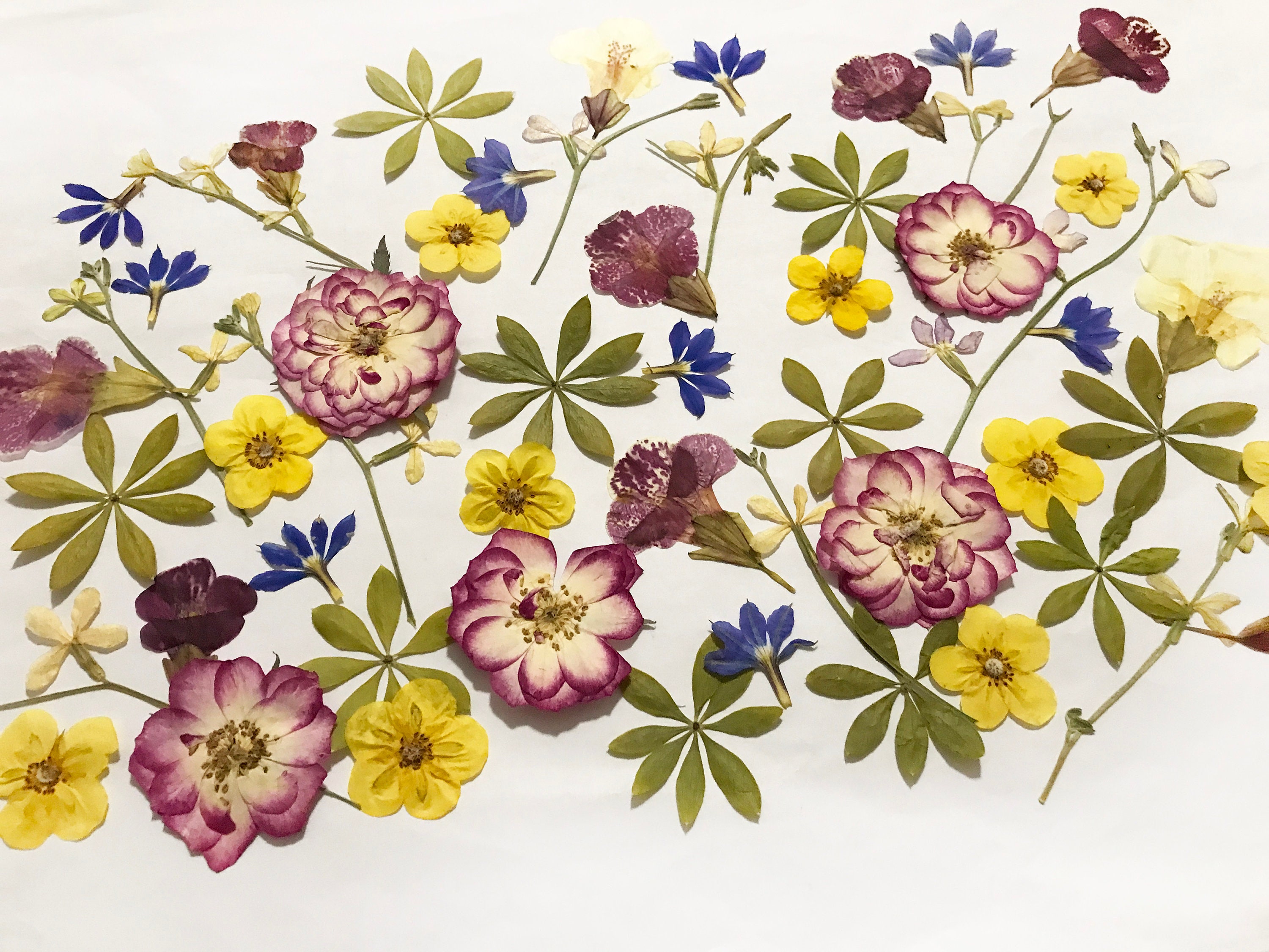 50 Mixed Pressed Flowers Edible Flowers for Cake Decorations, Crafts,  Flower Arts DF047-4 