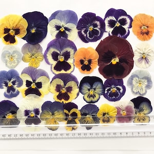25/50/100 Pcs Large Pressed Mixed Pansies 1-1/4" -3" - Food-Safe Flowers, Cake Decorating, Resin Crafts, Birthdays, Special Events -DF21L image 3