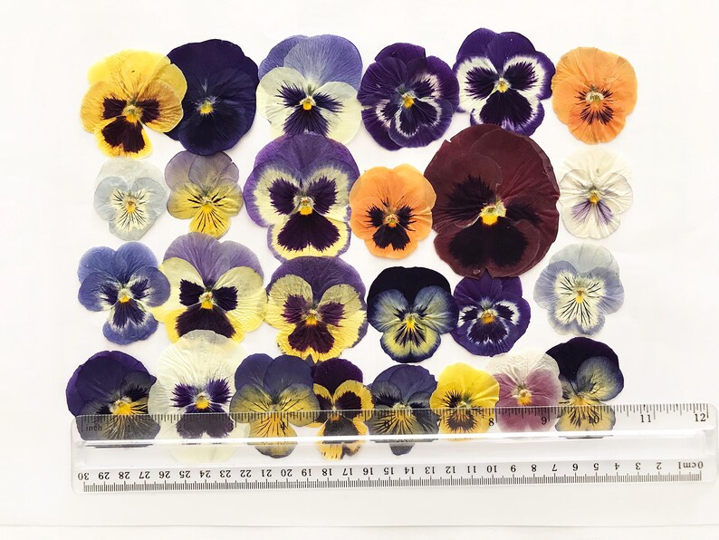 25/50/100 Pcs Large Pressed Mixed Pansies 1-1/4" -3" - Food-Safe Flowers, Cake Decorating, Resin Crafts, Birthdays, Special Events -DF21L image 3