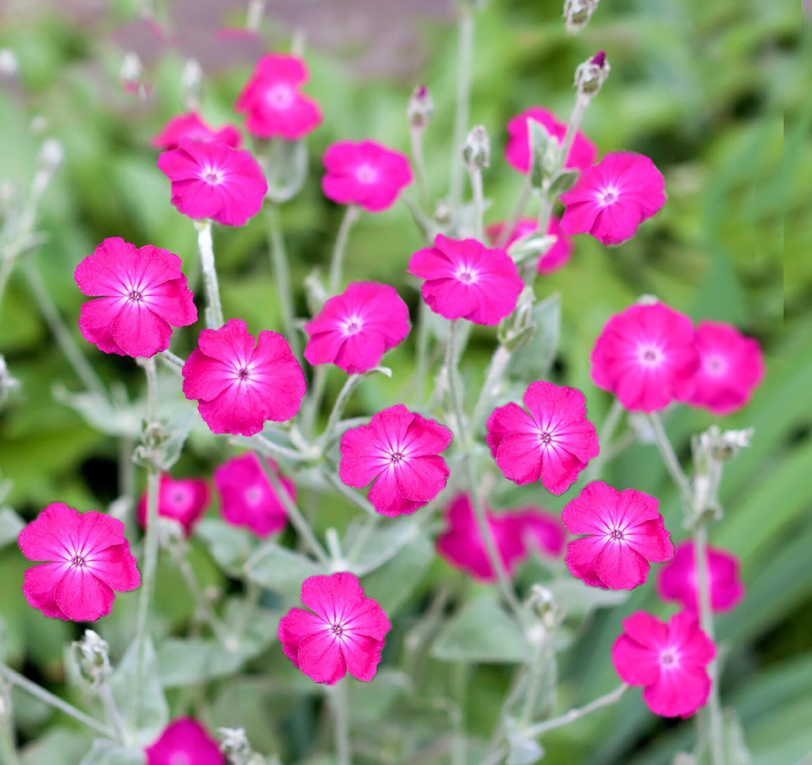 Rose Campion Flower Seeds Lychnis Coronaria 50 Perennial Etsy Canada