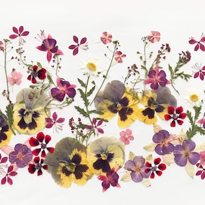 May include: A display of pressed flowers in shades of yellow, purple, red, and white, set against a white backdrop. The arrangement includes pansies, daisies, and other small blooms, offering a delicate and natural appearance.