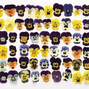 May include: A collection of 48 pressed pansies in various shades of purple, yellow, and orange. The pansies are arranged in a grid pattern on a white background.