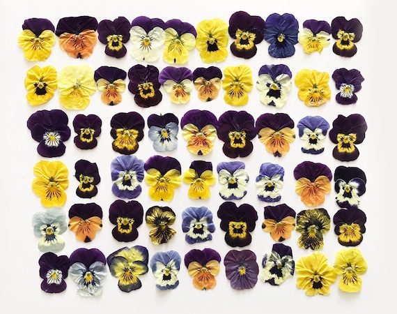 25/50/100 Pcs Pressed Edible Small Pansies Flowers  Approx. 3/4" - Resin, Jewelry, Nail Arts or Crafts - DF021SS