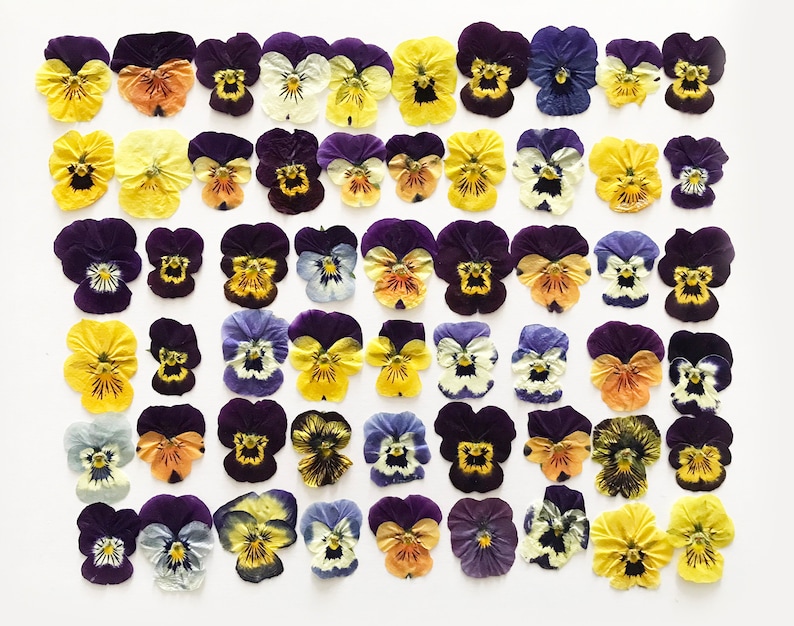 May include: A collection of 48 pressed pansies in various shades of purple, yellow, and orange. The pansies are arranged in a grid pattern on a white background.