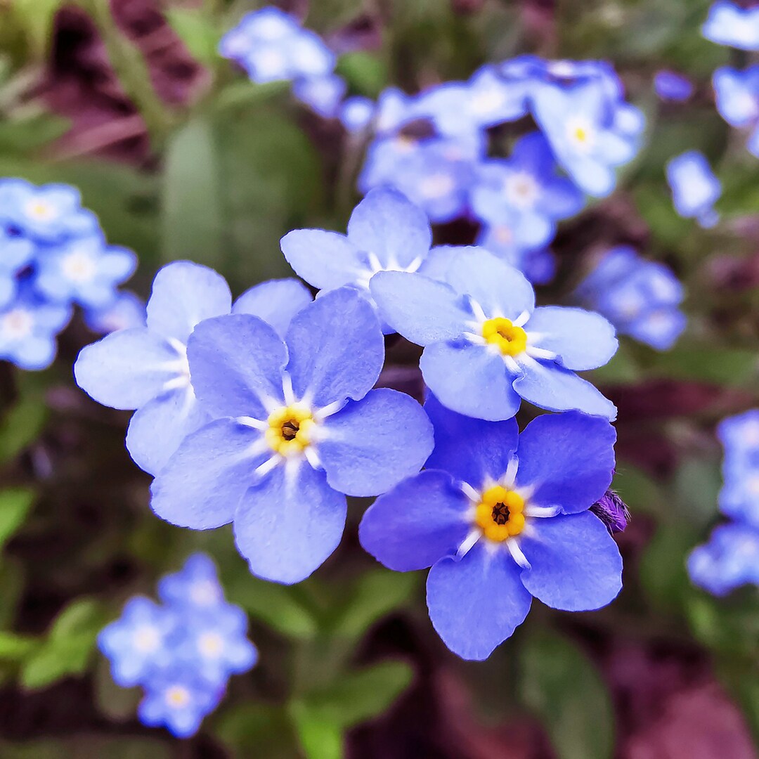50 Me Nots Flower Seeds Myosotis Boraginaceae Blue Color Annual Flower Seeds Fs019b