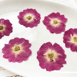 6 pcs fleurs roses pressées - roses fuchsia - résine époxy, fabrication de cartes, arts floraux pressés - matériel de bricolage pour travaux manuels - DF004