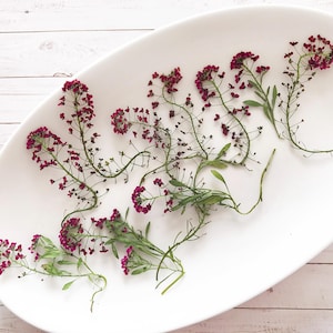 15 Pcs Pressed Sweet Alyssum Flowers Dried Flowers for Resin, Pressed flower art - DIY Material for Your Creatives - DF22-1