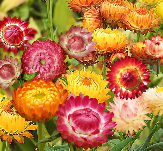 Strawflower Seeds Mixed Immortelles Helichrysum Seeds 100 Etsy