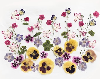 Edible Pressed Flowers and Leaves Mix, Organic Garden Grown, Cake Decorating Crafts, DF47-5