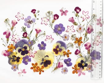 Mix di oltre 50 fiori pressati commestibili, decorazioni botaniche sicure per alimenti per torte, lavori artigianali, eventi, DF50-6