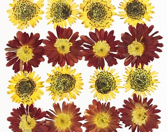Set of 16 Dried Pressed Mum Flowers for Crafts - DIY Material for your Creatives