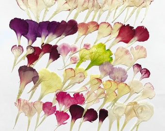 80 Pcs Pressed Carnation Petals - Mixed Colors - DIY Material for your Creatives-DF34-6B