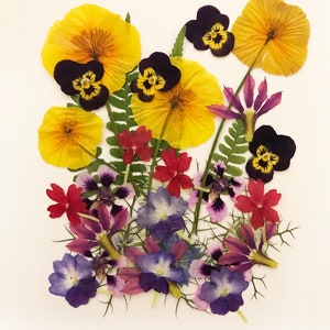 Mélange de fleurs de pavot de Californie et de fougères - Résine époxy, fabrication de cartes, fleurs pressées - Matériel de bricolage pour travaux manuels - DF045-9