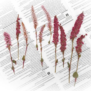 10 fiori pressati in pile di montagna - Fiori misti rosa/rossi - Artigianato, Arti floreali - DF010