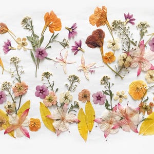 Plus de 50 fleurs mélangées pressées - Fleurs comestibles pour décorations de gâteaux, travaux manuels, arts floraux - DF 047-7