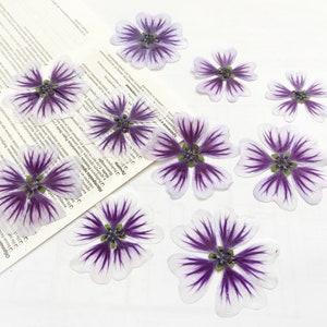 10 peças de flores de malva prensadas para resina, arte com flores prensadas - material faça você mesmo para seus criativos -DF 102