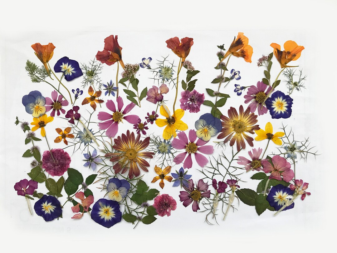 50 Mixed Pressed Flowers Edible Flowers for Cake Etsy