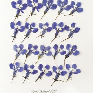 25/50 lobélies pressées avec tiges (largeur 2 à 2,5 cm) pour résine époxy, bijoux. ou votre création - DF 022-11a