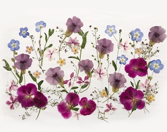 50+ Mixed Edible Pressed Flowers, Cake Decorating, Resin Crafts-DF47-6