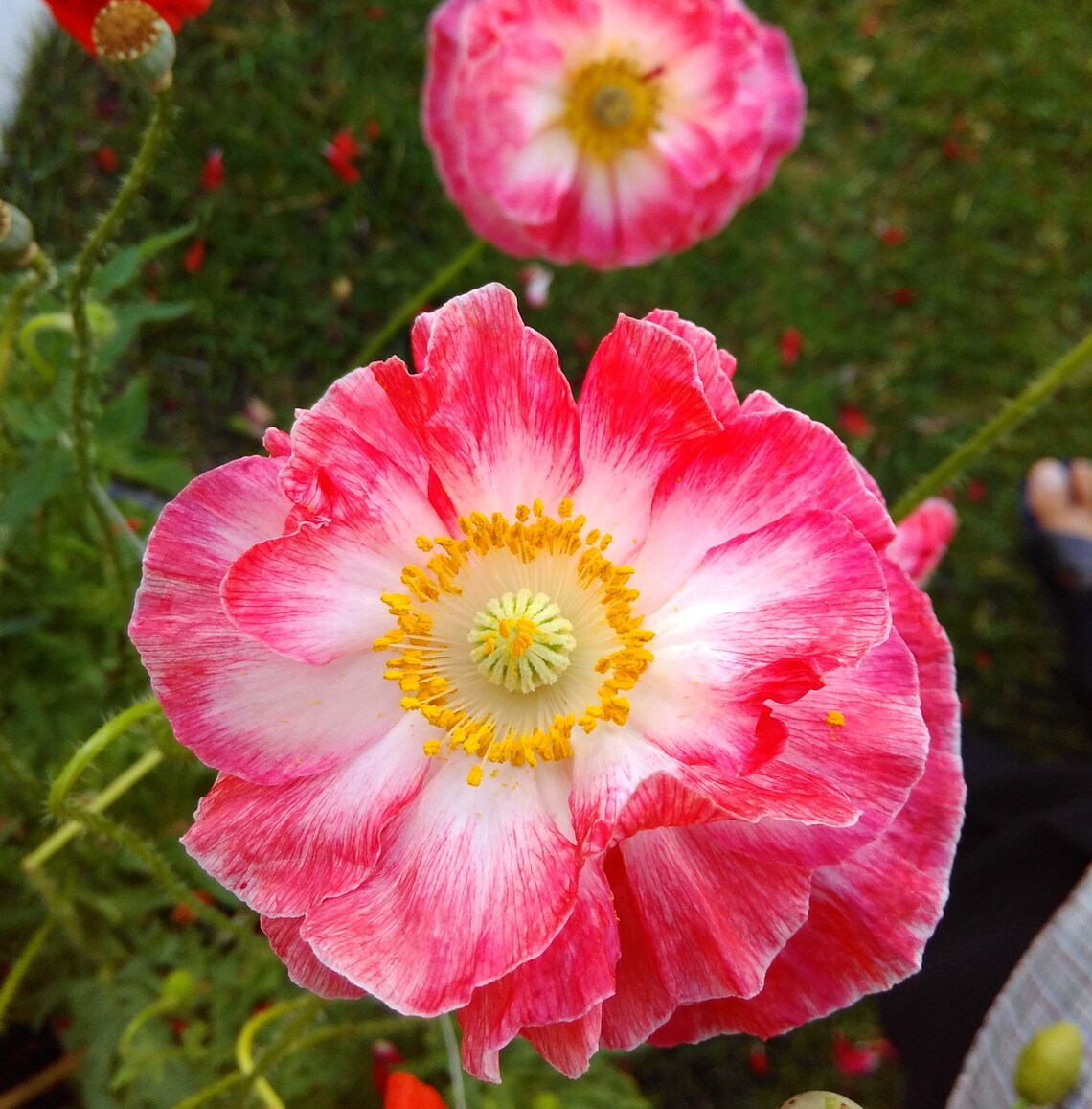 Color Mixed Corn Poppy Flower Seeds SemiDouble & Double Etsy