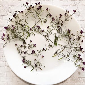 15 Stück getrocknete gepresste lila Schleierkraut Blumen zum Basteln - DIY Material für Ihre Kreativen - DF01
