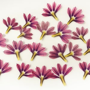Éventail de fleurs pressées 25/50 pièces 2,5 cm (1 po.) - Couleur rose - Résine époxy, bijoux ou pour votre création - DF33-2B
