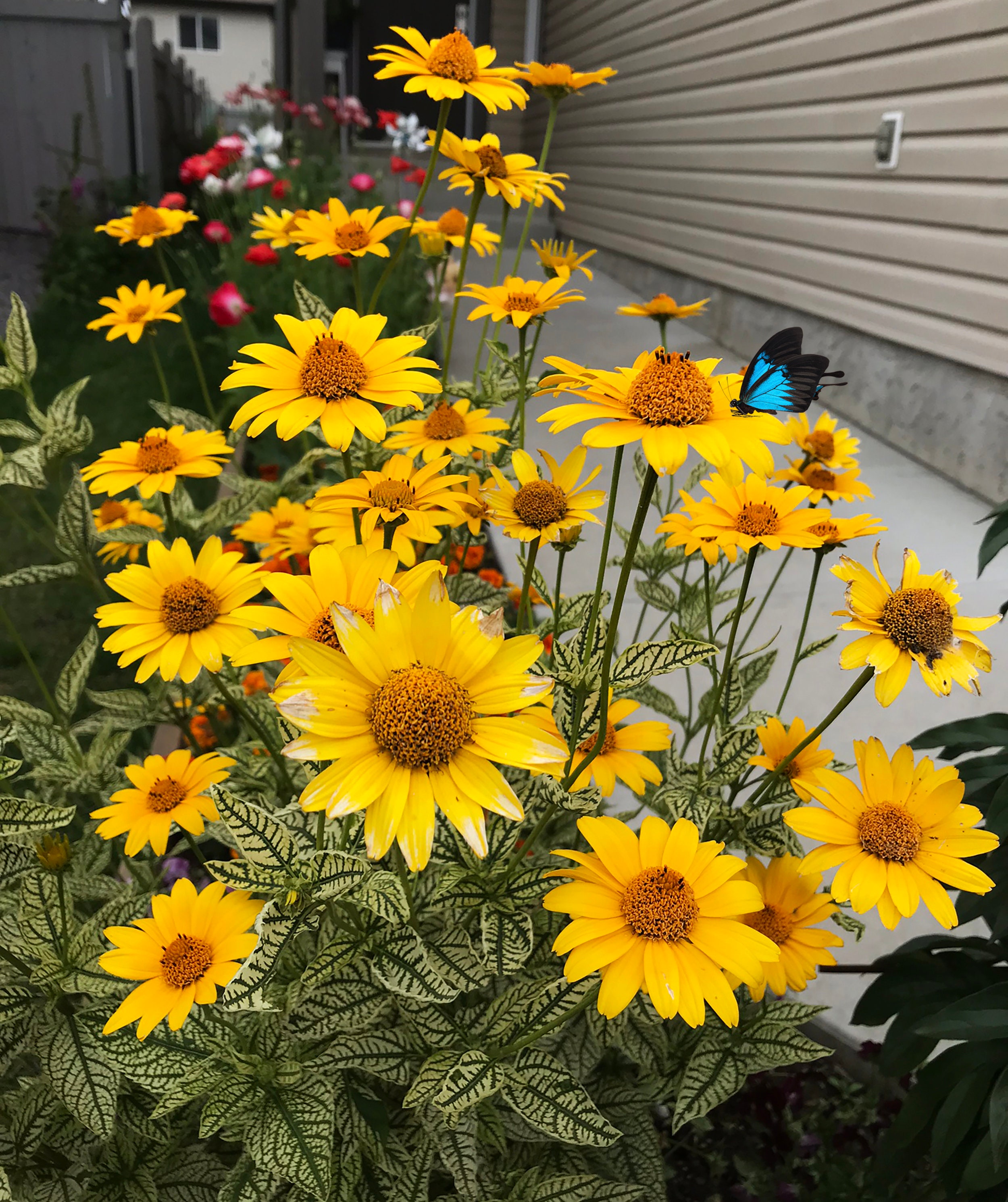 Heliopsis helianthoides 2024