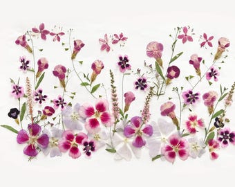 50+ Mixed Pressed Flowers - Edible Flowers  for Cake Decorations,  Crafts, Flower Arts - DF 047-10
