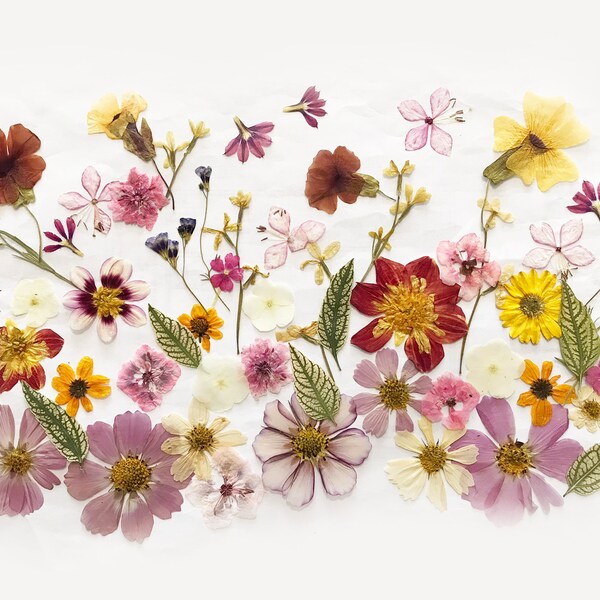 50+ Mixed Pressed Flowers - Edible Flowers for Cake Decorations, Crafts, Flower Arts - DF 049-9