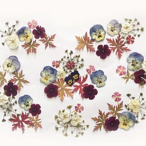 Plus de 50 fleurs mélangées pressées - Fleurs comestibles pour décorations de gâteaux, travaux manuels, arts floraux - DF 048-10
