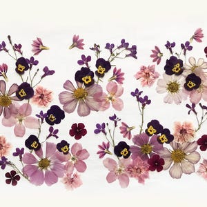 Plus de 50 fleurs mélangées pressées - Fleurs comestibles pour décorations de gâteaux, travaux manuels, arts floraux - DF 048-5