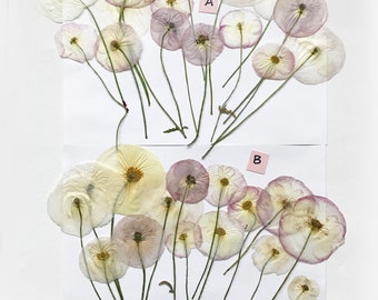 Set of 15 Pcs Pressed White Poppy Flowers - Dia. 2"-3" Flowers - DIY Material for your Creatives - DF 027c